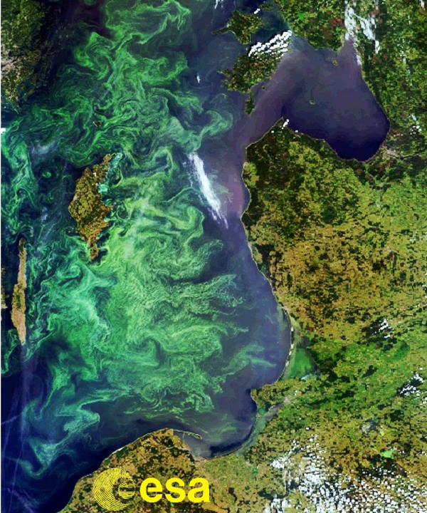Baltic Sea Bloom